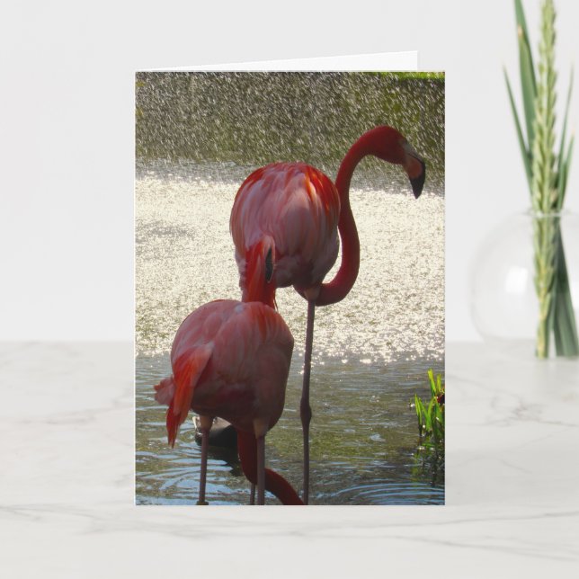 Carte Flamant rose De Voeux Pour Toutes Les Occasi (Devant)