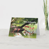 Flamant rose rose Flock Faune Photo Sympathie