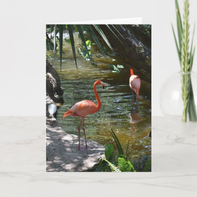 Carte Flamants roses roses (Devant)