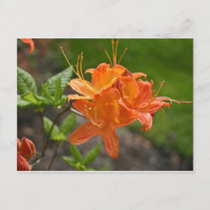 Carte Flame Azalea Spring Post