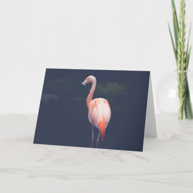 Carte Flamingo At Dusk (Devant)