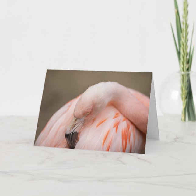 Carte Flamingo at Rest (Devant)