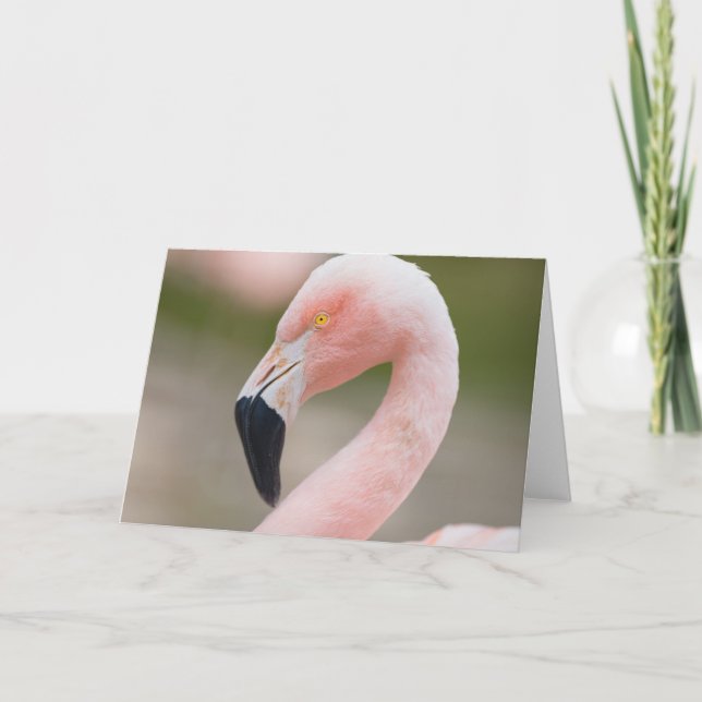 Carte Flamingo Close Up Card (Devant)