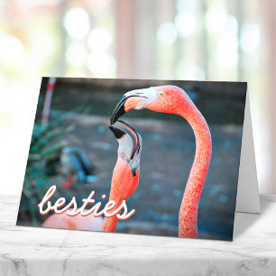 Carte Flamingos Roses Oiseaux Photo Meilleures Amies Scr