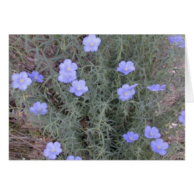Carte Flax Blossoms (Devant horizontal)