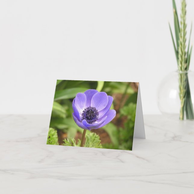 Carte Fleur à vent (Anemone coronaria) (Devant)