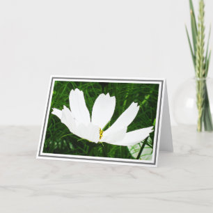 Carte Fleur blanche de cosmos contre le feuillage vert