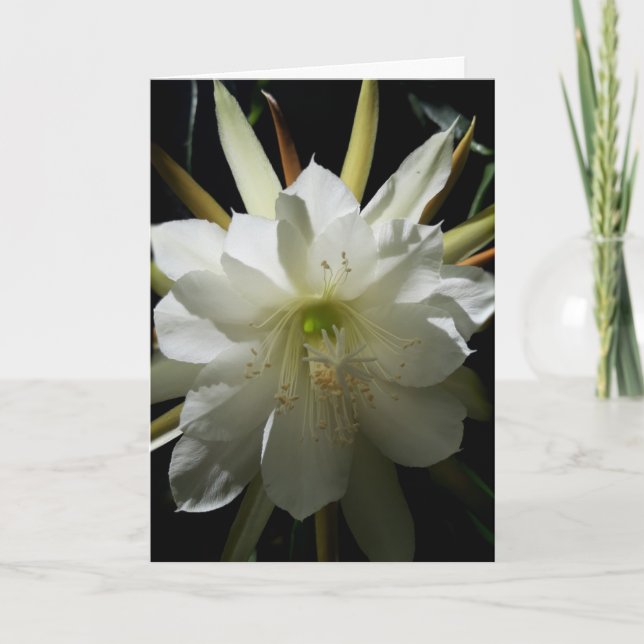 Carte Fleur Cactus (Devant)