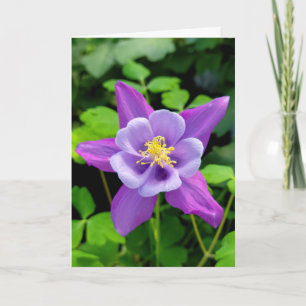 Carte Fleur Colonne violet Sympathy