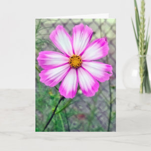 Carte Fleur Cosmos rose et blanc d'anniversaire