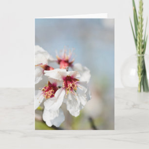 Carte Fleur d'amande