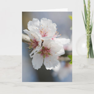 Carte Fleur d'amande