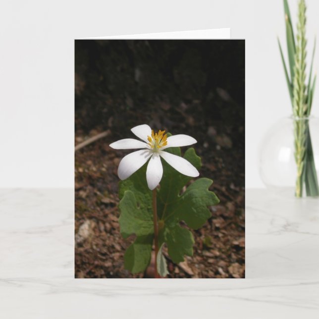 Carte Fleur de Bloodroot (Devant)