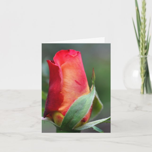 Carte Fleur de bourgeon de rose rouge jaune Note de phot (Devant)