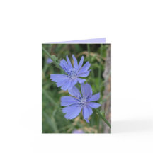 Carte Fleur de Chicorée