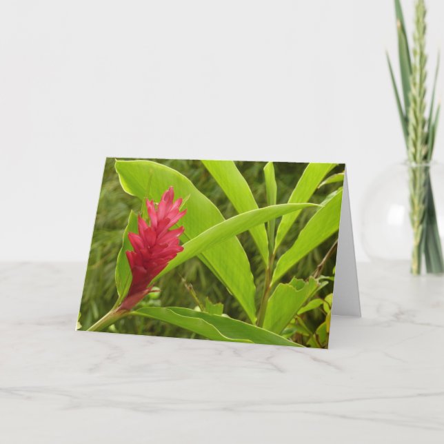 Carte Fleur de Gingembre Rouge (Alpinia) Tropicale (Devant)