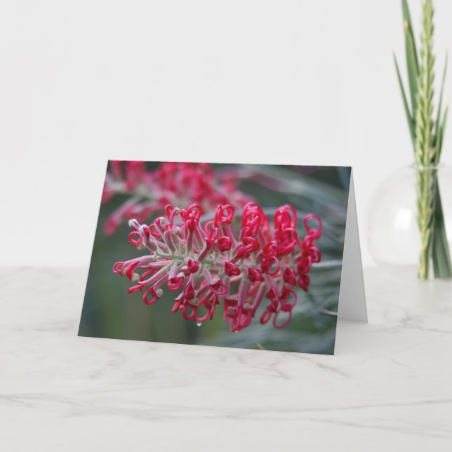 Carte fleur de grevillea (Devant)