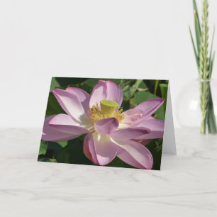 Carte Fleur de lotus rose II Floraison estivale