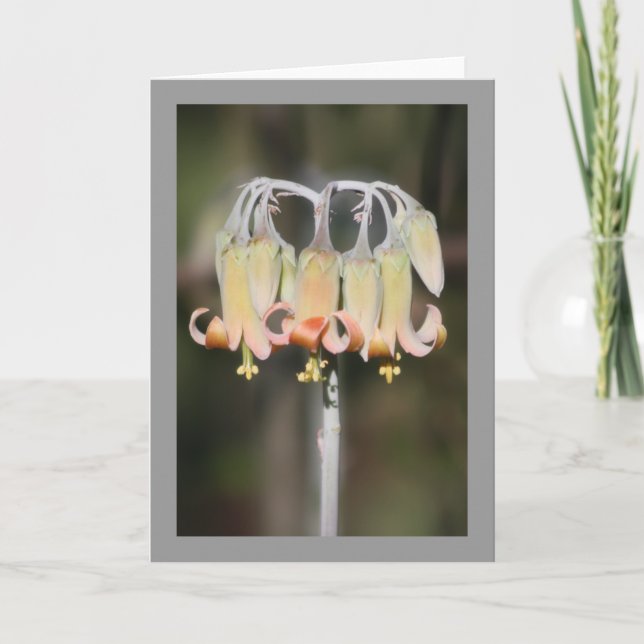 Carte Fleur de lustre (Devant)