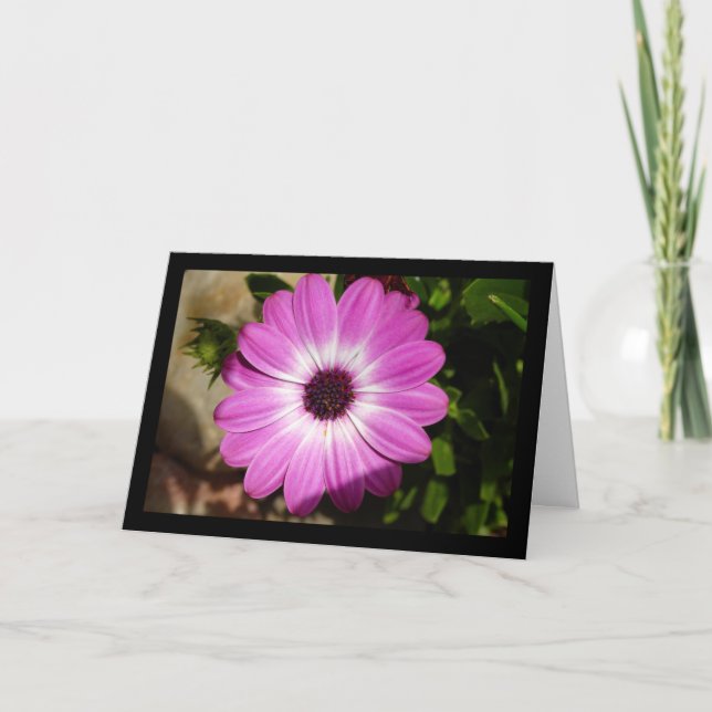 Carte Fleur de marguerite africaine violette (Devant)