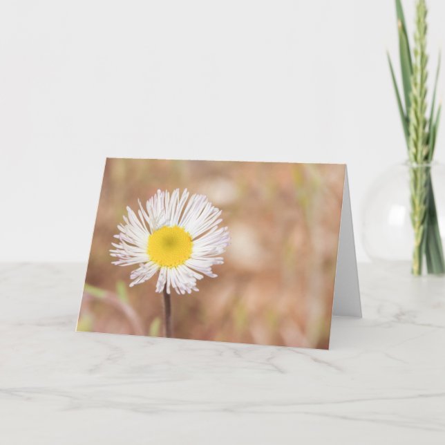 Carte Fleur de marguerite blanche sauvage toute occasion (Devant)