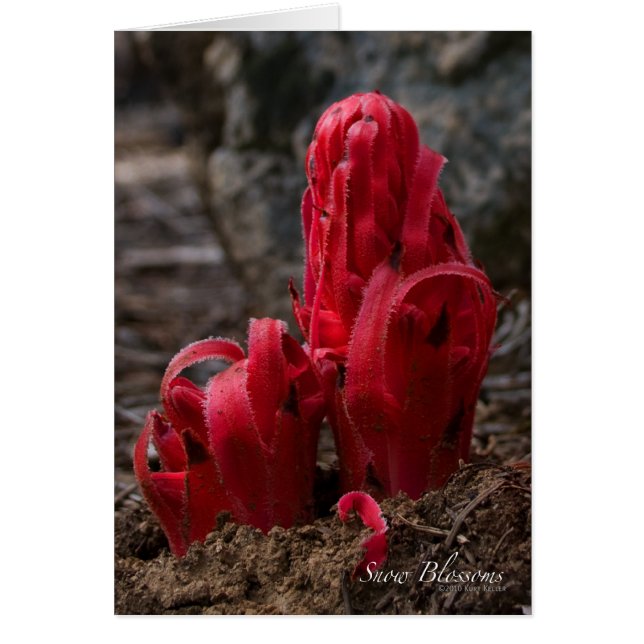 Carte Fleur de Neige (Devant)