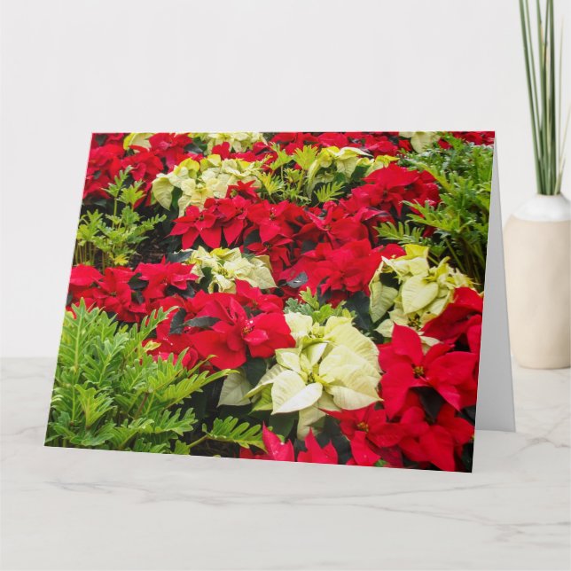 Carte Fleur de Noël Poinsettia (Devant)