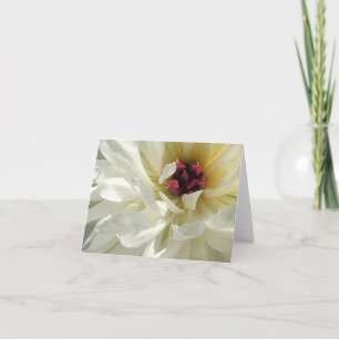 Carte Fleur de pivoine blanche crémeuse aux stamens rose