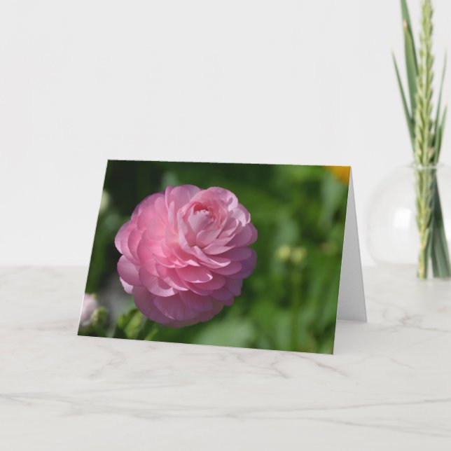 Carte Fleur de ranunculus rose (Devant)