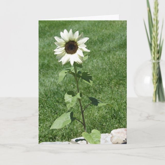Carte Fleur de Soleil Blanche, Anniversaire (Devant)