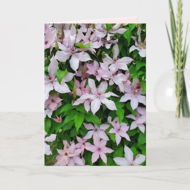 Carte Fleur de vinification Clematis violet sur blanc Tr (Devant)