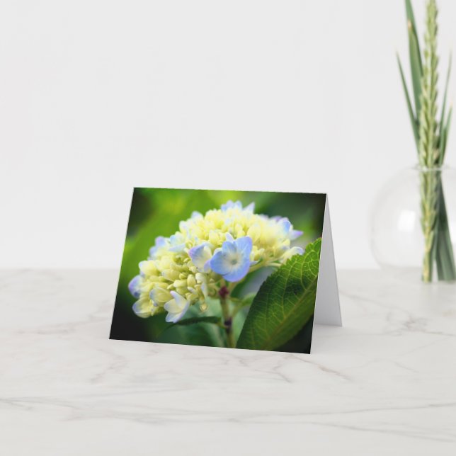 Carte Fleur d'hortensia bleu doux Photographie Note (Devant)