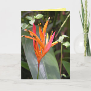Carte Fleur d'oiseau de paradis orange hawaïen Carré Wal