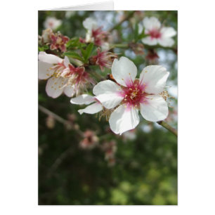 Carte Fleur Flore Vide