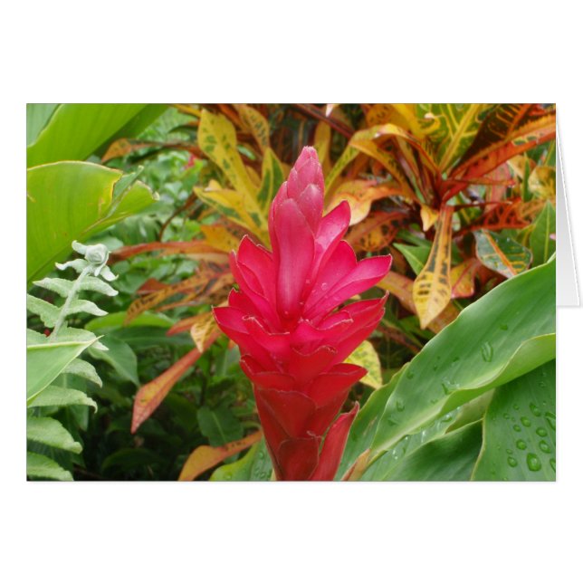 Carte Fleur Ginger (Devant horizontal)