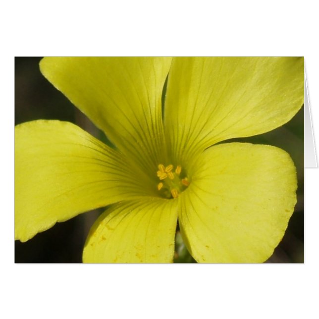 Carte Fleur Jaune (Devant horizontal)