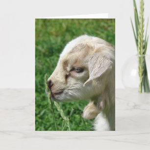 Carte Fleur le chevreau de Pâques