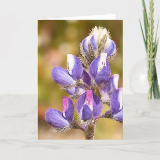 Carte Fleur Lupine