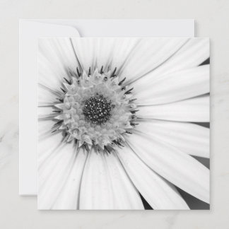Carte Fleur monochrome de marguerite africaine