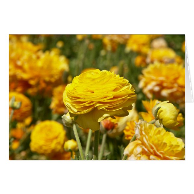 Carte Fleur Ranunculus Jaune (Devant horizontal)