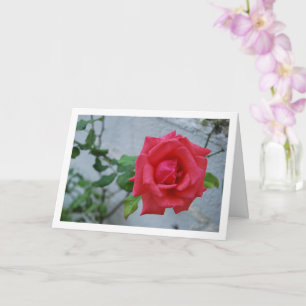 Carte Fleur rose contre mur blanc