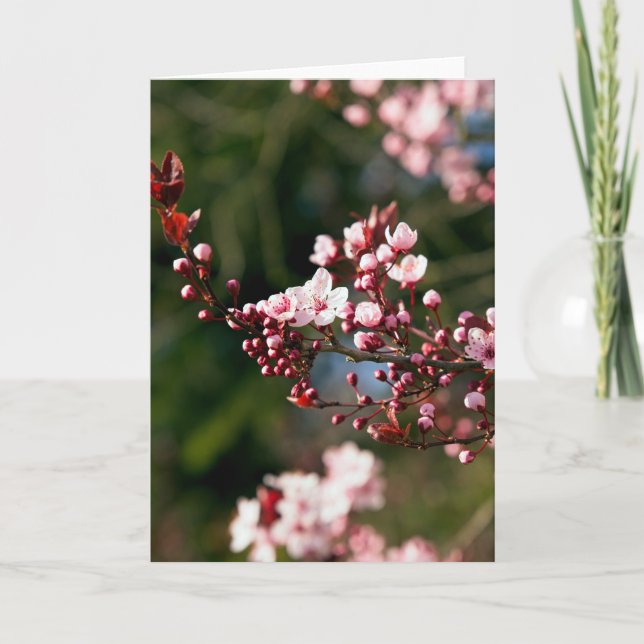 Carte Fleur rose dans la lumière chaude de l'été (Devant)