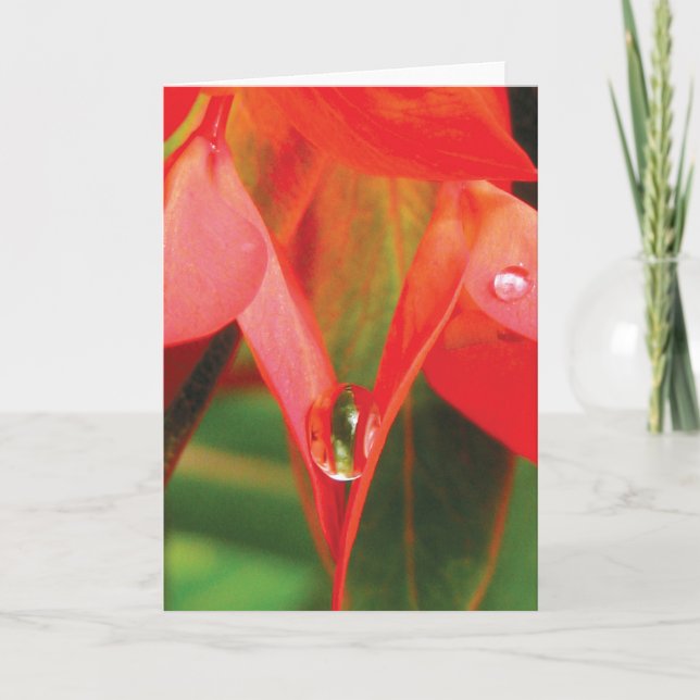 Carte Fleur Rouge Avec Nature Sensuelle Rosée (Devant)