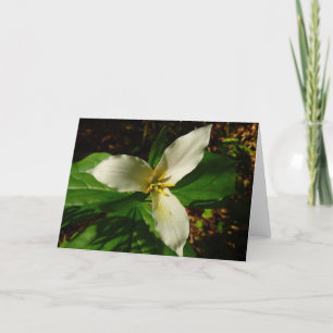 Carte Fleur sauvage de printemps blanc Trillium Flower