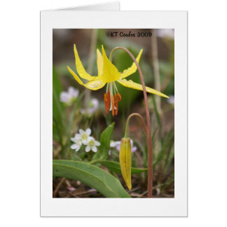 Carte Fleur sauvage Glacier Lily