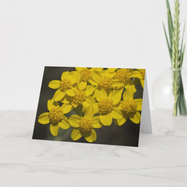 Carte Fleur sauvage jaune (Devant)
