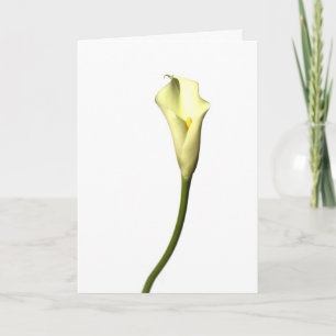 Carte Fleur simple de zantedeschia de lis sur l'arrière