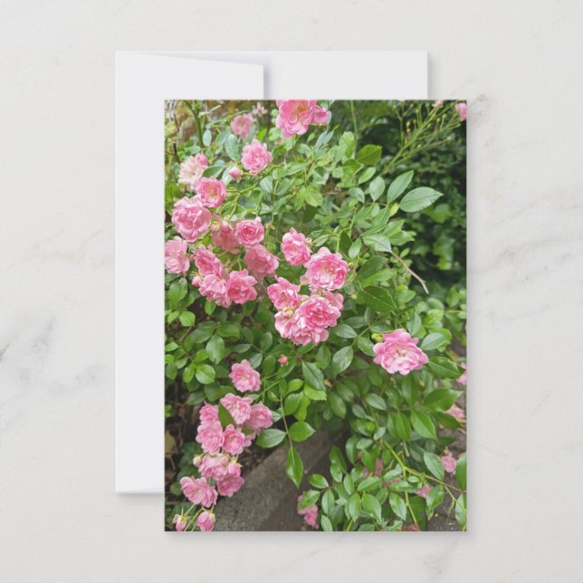Carte Fleurie Jardin de Roses Roses (Devant)