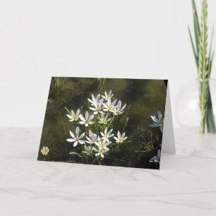 Carte Fleurs Blanches