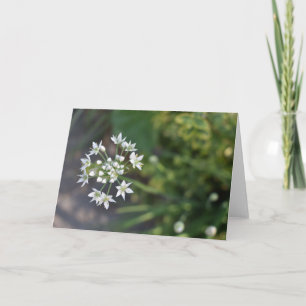 Carte Fleurs blanches délicieuses fleurs florales Photo